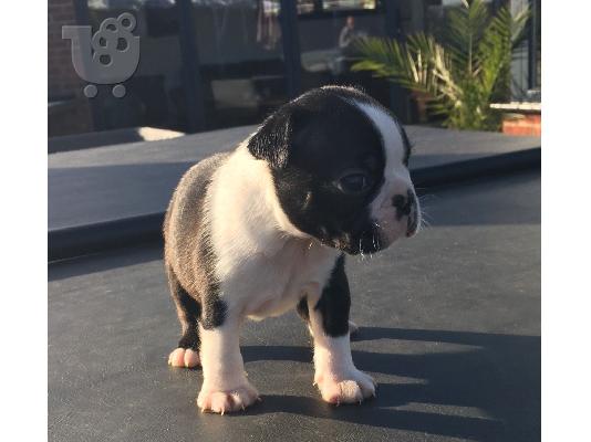 Lovely Boston Terrier κουτάβια